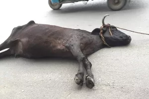 एक परिवार की निर्दयता, मृत गाय को सड़क पर फेंका