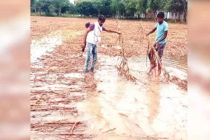 बारिश ने फेरा किसानों के अरमानों पर पानी, किसानों ने सरकार से कि मुआवजे की मांग