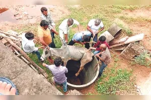 गड्ढ़े में गिरी गाय, सकुशल बाहर निकाला