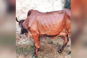 गायों पर लंपी रोग का कहर, पांच गायों ने तोड़ा दम
