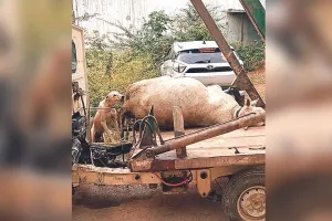 नगर परिषद की अनदेखी : 12 घंटे बाद उठाई मृत गाय 